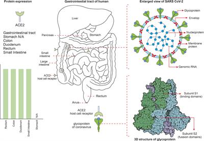 COVID-19 influenced gut dysbiosis, post-acute sequelae, immune regulation, and therapeutic regimens